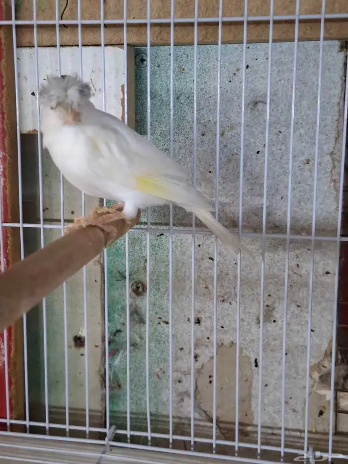 ذكر كناري ابيض( تم البيع ) 0