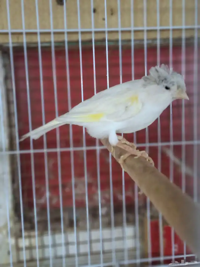 ذكر كناري ابيض( تم البيع ) 1