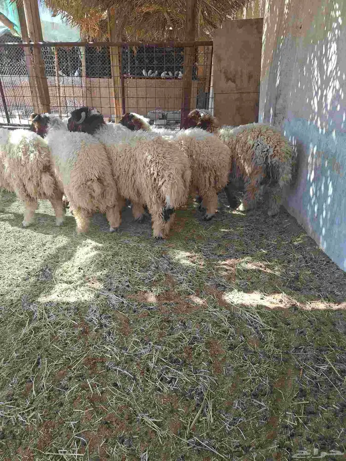 طليان نعيم ذبايح 4