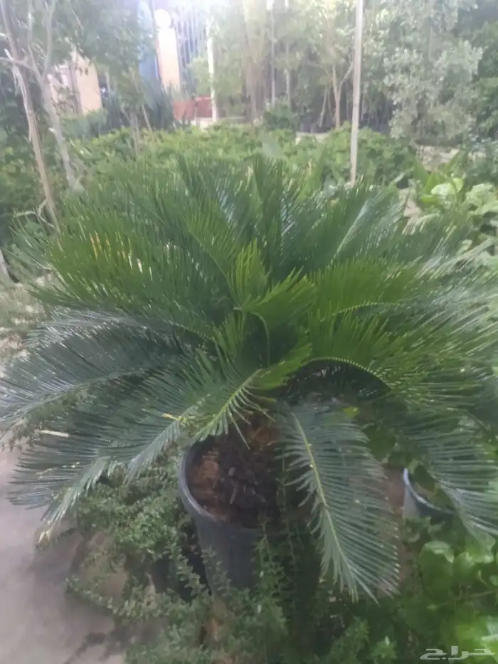 مشاتل الدمام طريق الجبيل 3