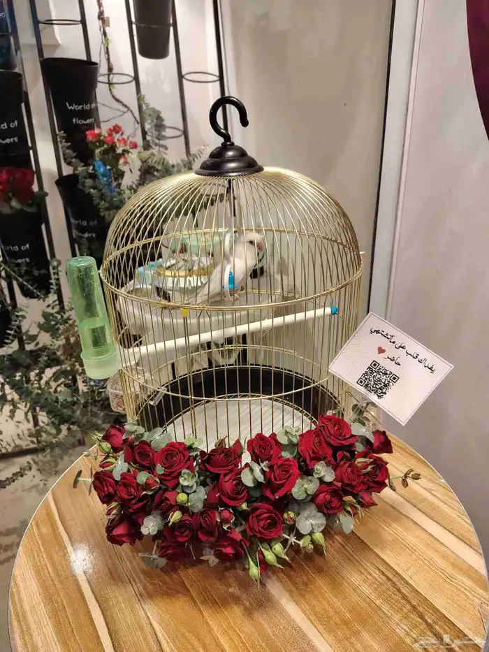 سلاسل يو براند سعودي الأصلي هدايا خميس مشيط أبها واحدرفيده 9