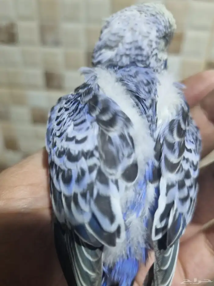 فرخ هوقو اليف 0