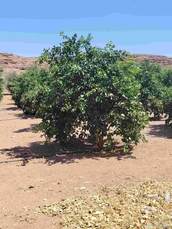 نخل عربي وزيتون مثمر 8