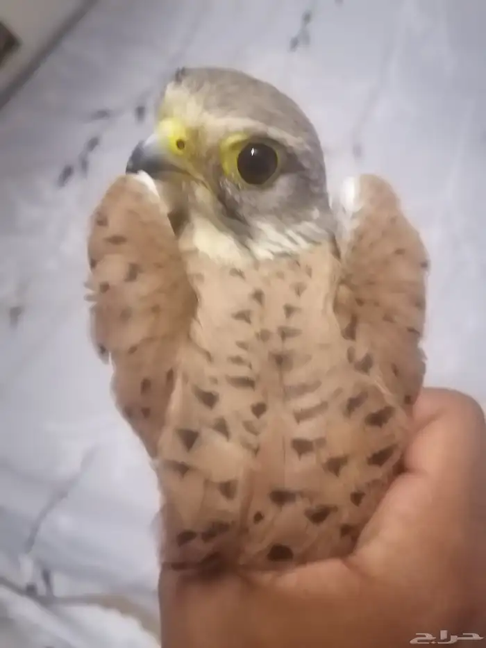 جوز باشق للبيع سعر على سوم التواصل خاص او وتساب 1