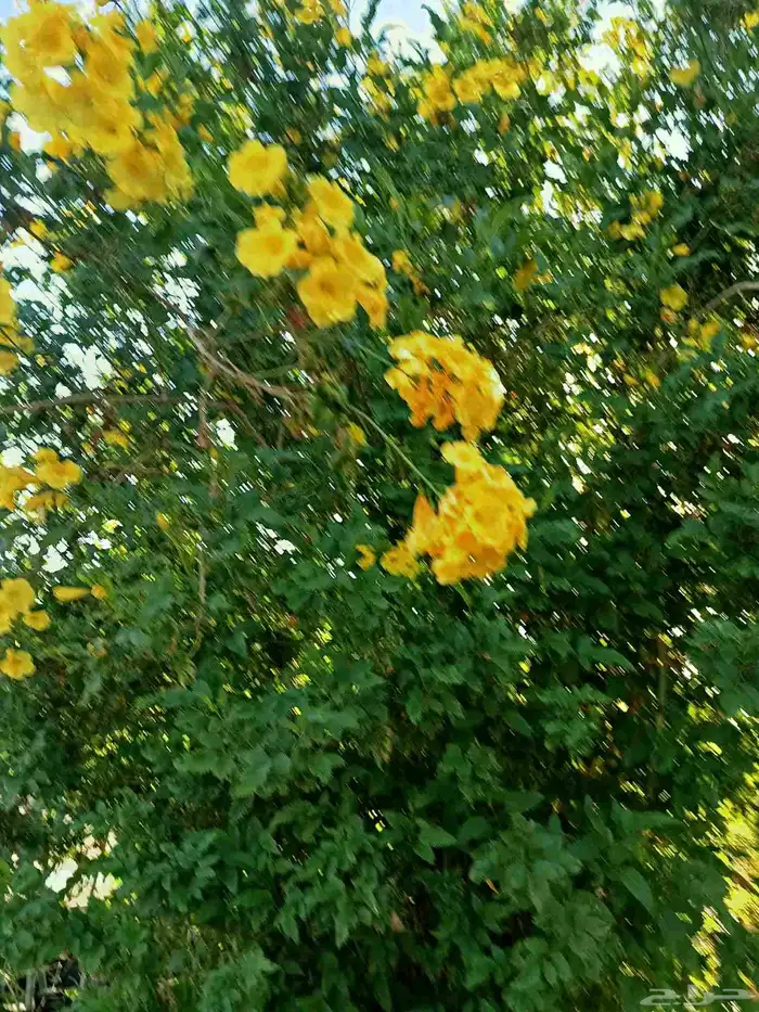 اجمل النباتات والأشجار داخل المدينه المنوره 8