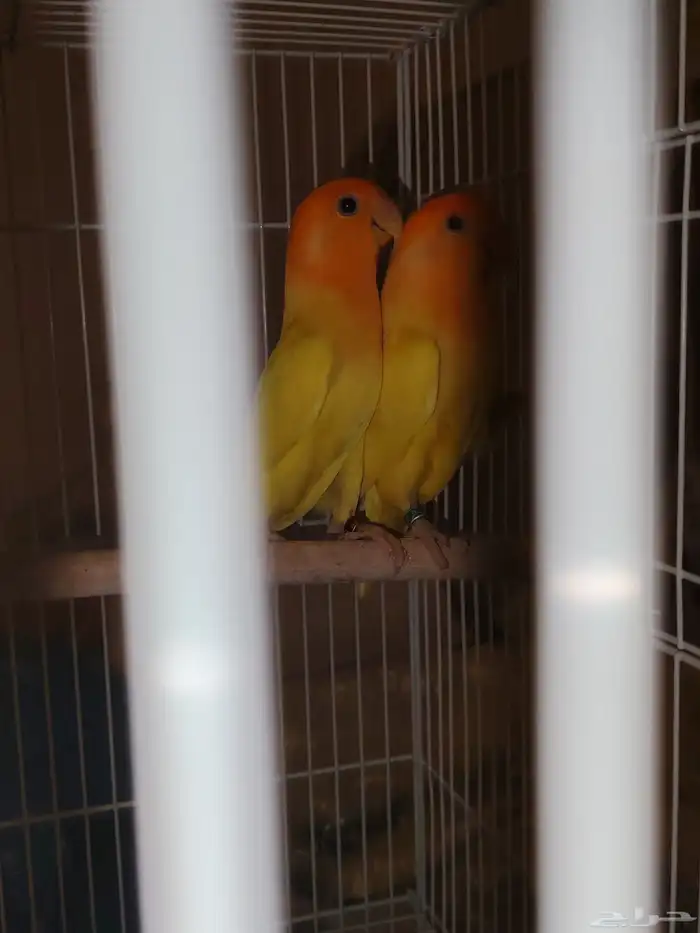 جوز روز جاهزين للانتاج و بيجهز العش 2