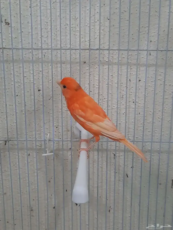 جوز كناري أحمر 4