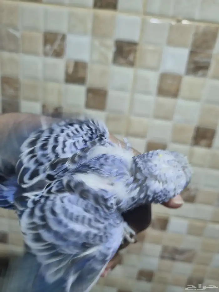 فرخ هوقو اليف 3