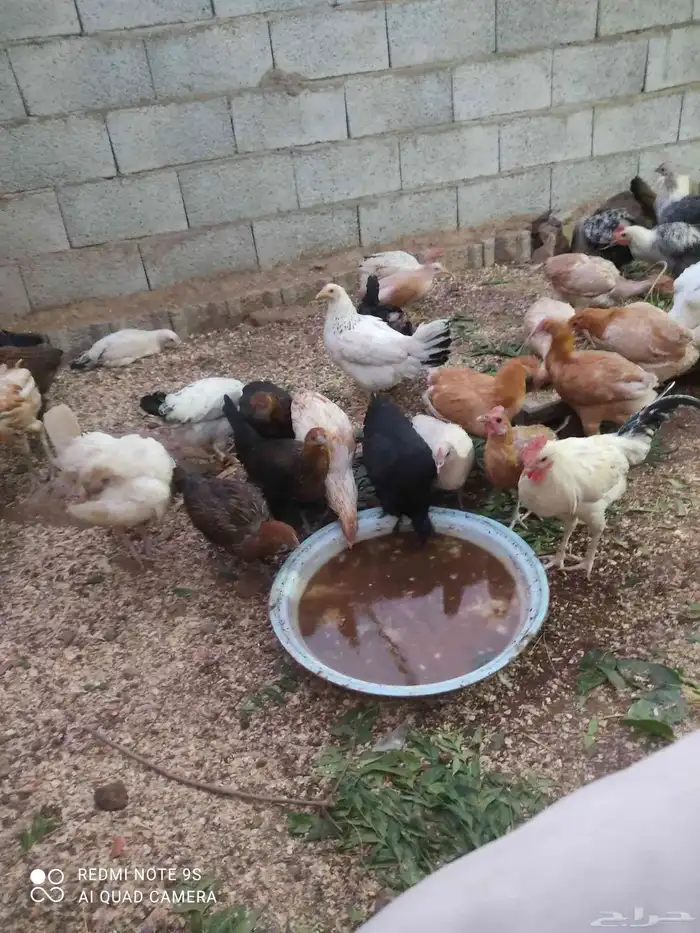 دجاج بلدي للبيع. الموقع  مدركه رحاط 3