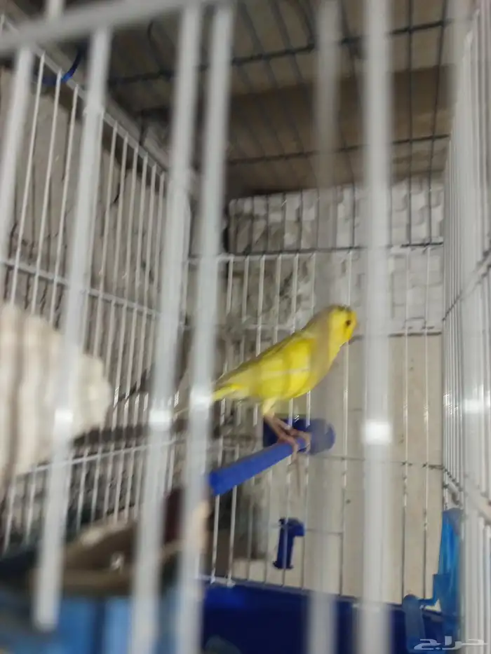 ذكر الكناري جاهز للتزاوج  الصحة 1