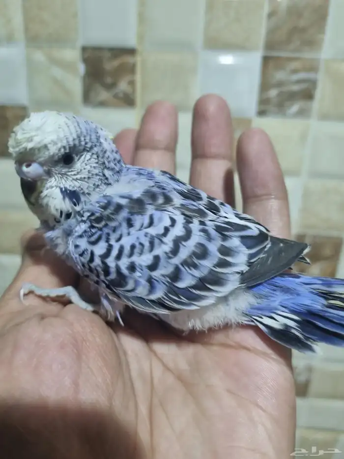 فرخ هوقو اليف 7