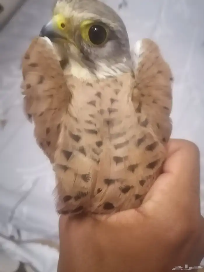 جوز باشق للبيع سعر على سوم التواصل خاص او وتساب 2