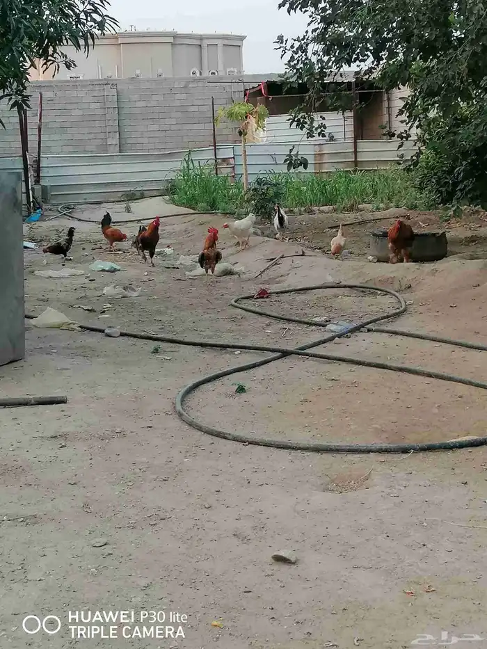 الدجاج للبيع 2