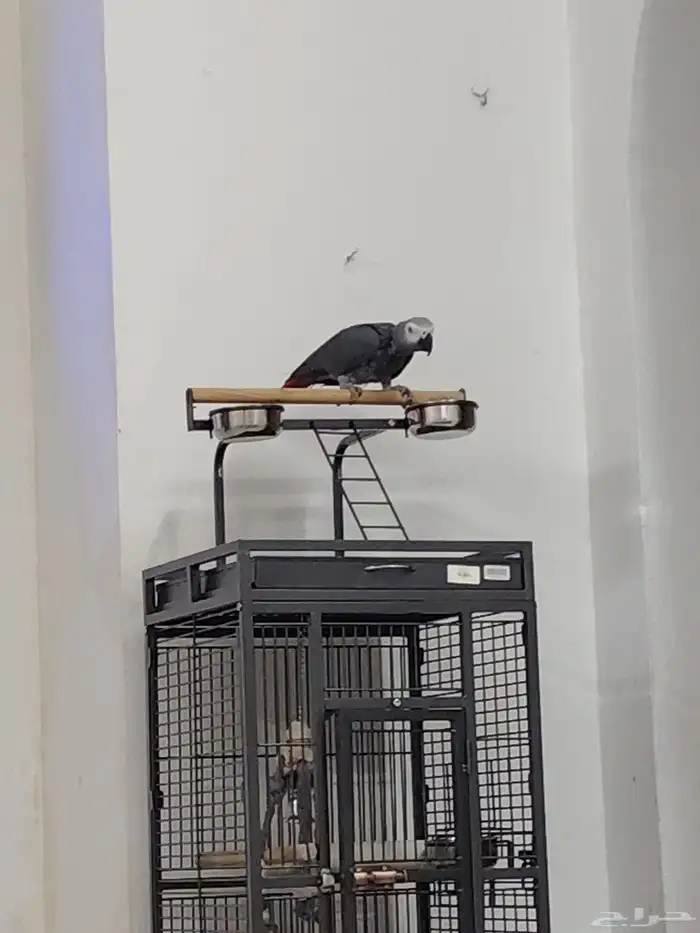 كاسكو اليف وهادي جدا و متكلم كثير عمره سنه ونص6500للجاد 1