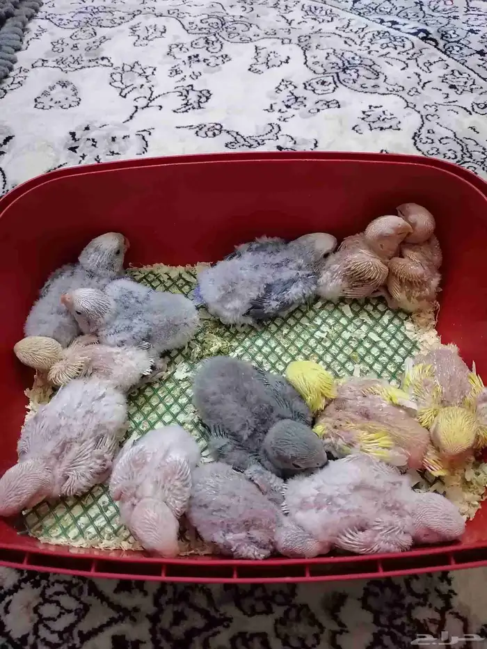 12 فرخ روز غر 4