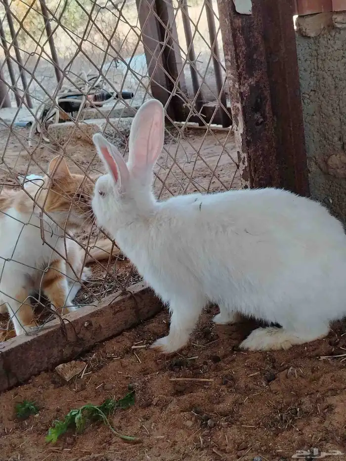 ارانب فرنسي للبيع الواحد ب 40 0