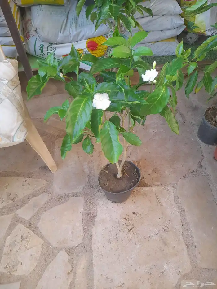 منسق حدائق وتركيب جميع شبكات الري العادي والاتمتك 4