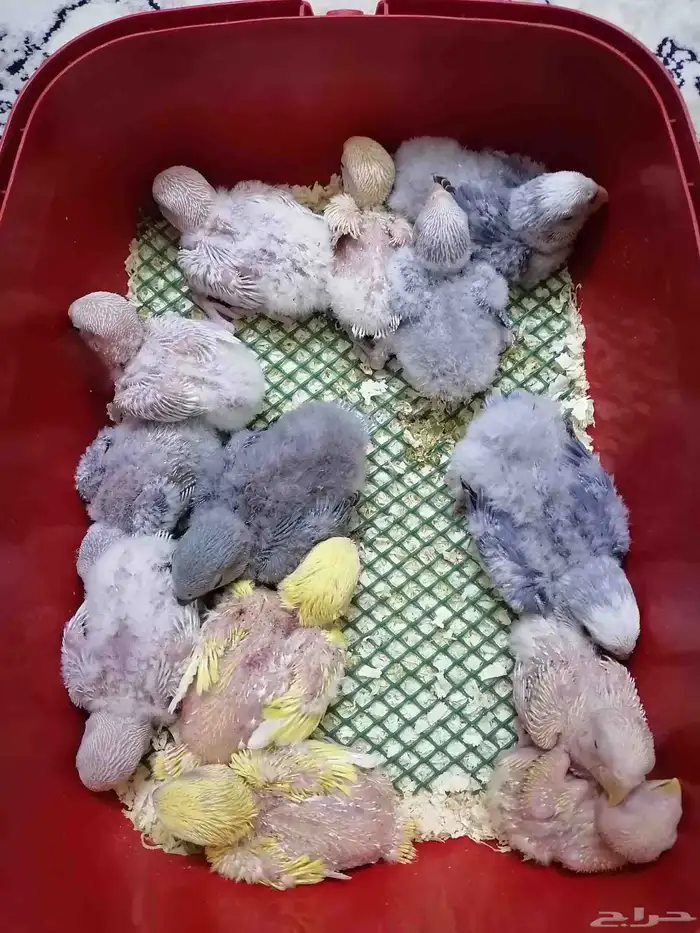 12 فرخ روز غر 0