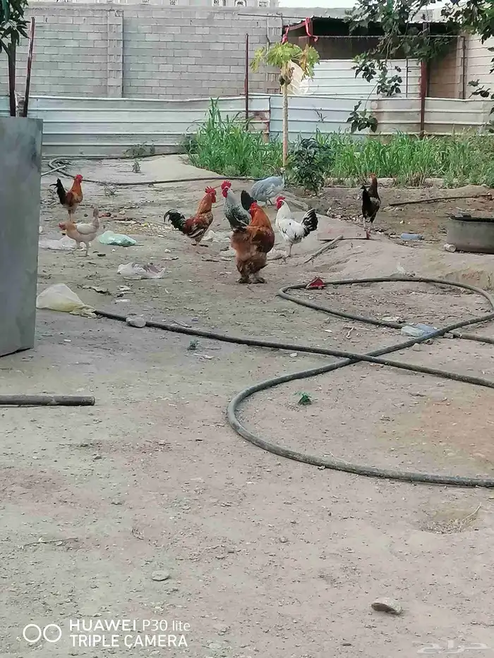 الدجاج للبيع 6
