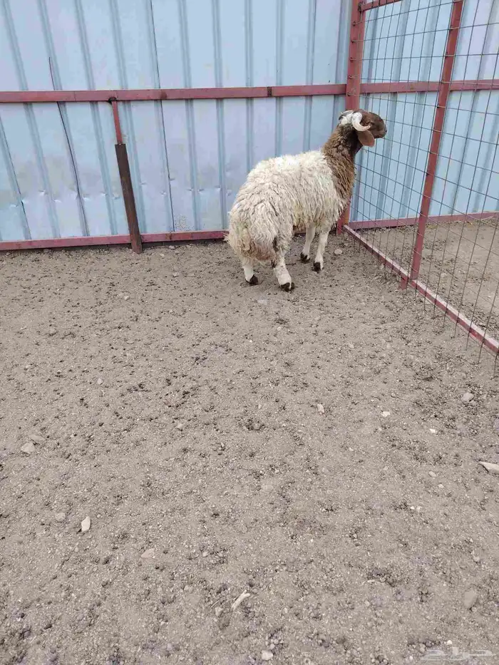 خروف نجدي عمره 3شهور وجذع نعيمي عمره 8شهور 4