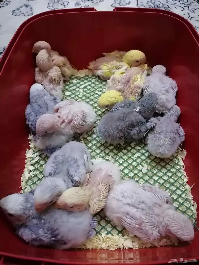 12 فرخ روز غر 3