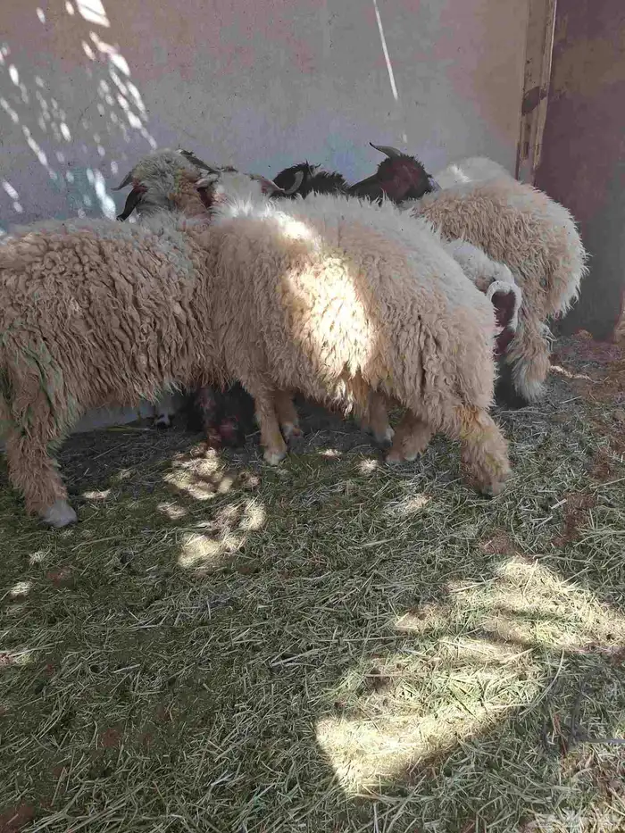 طليان نعيم ذبايح 2