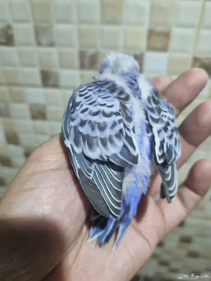 فرخ هوقو اليف 1