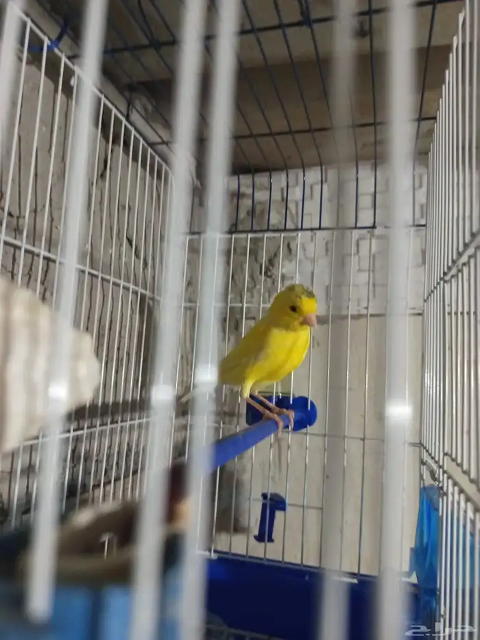 ذكر الكناري جاهز للتزاوج  الصحة 0