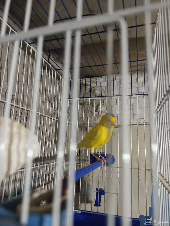 ذكر الكناري جاهز للتزاوج  الصحة 4