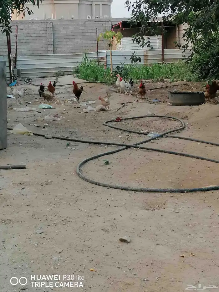 الدجاج للبيع 3