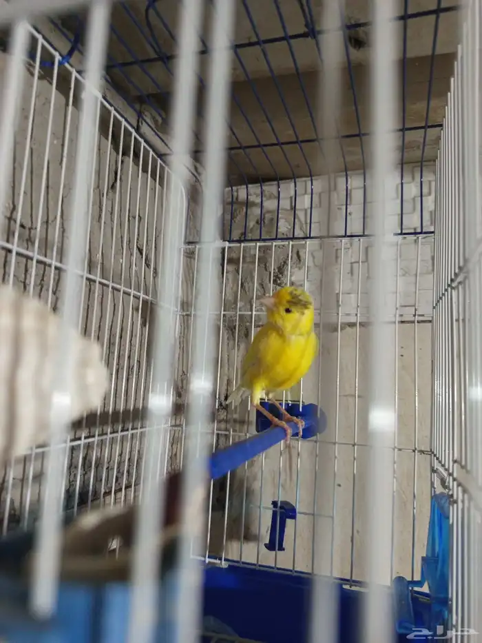 ذكر الكناري جاهز للتزاوج  الصحة 2