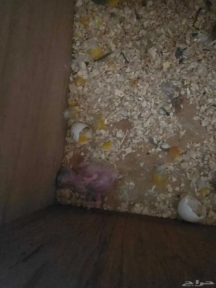 للبيع جوز صن كنيور منتج شرط 4