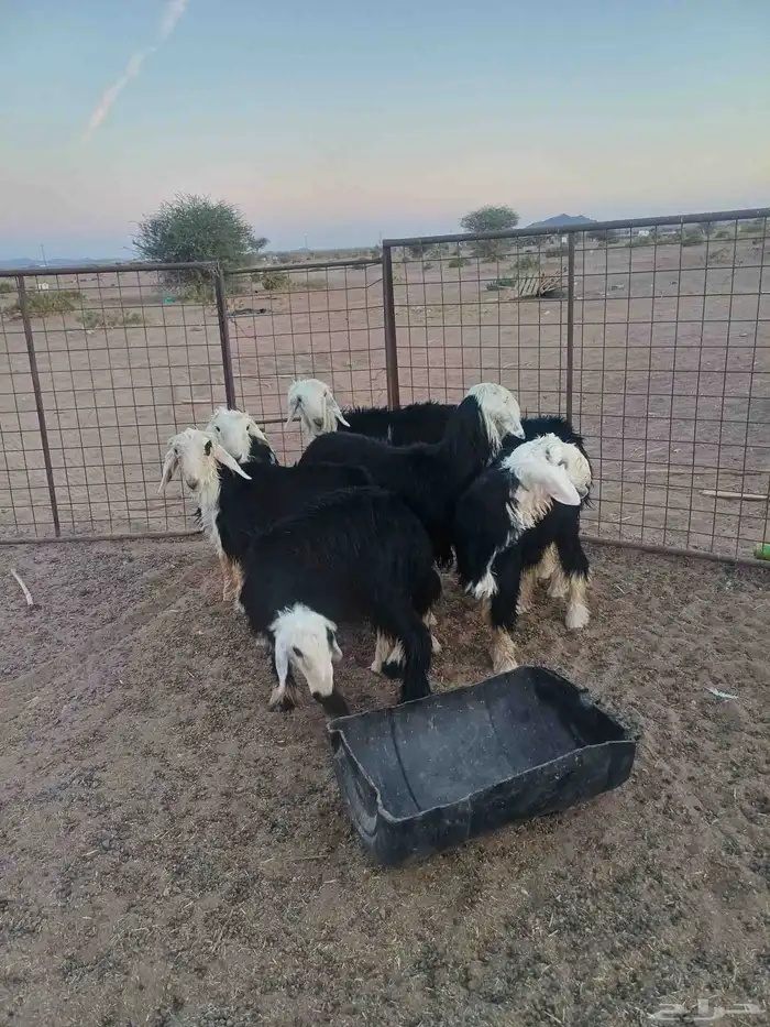 طليان نجد للبيع 8