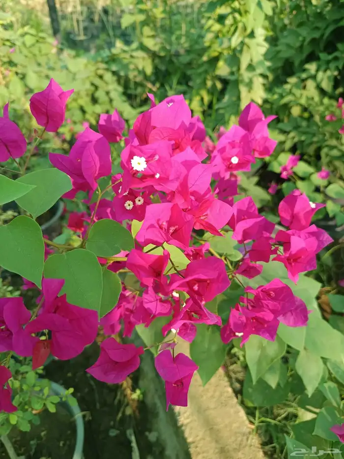 اجمل النباتات والأشجار داخل المدينه المنوره 6