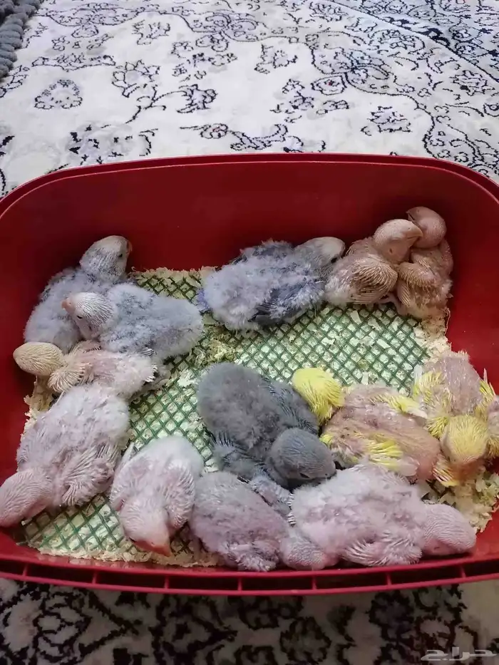 12 فرخ روز غر 5