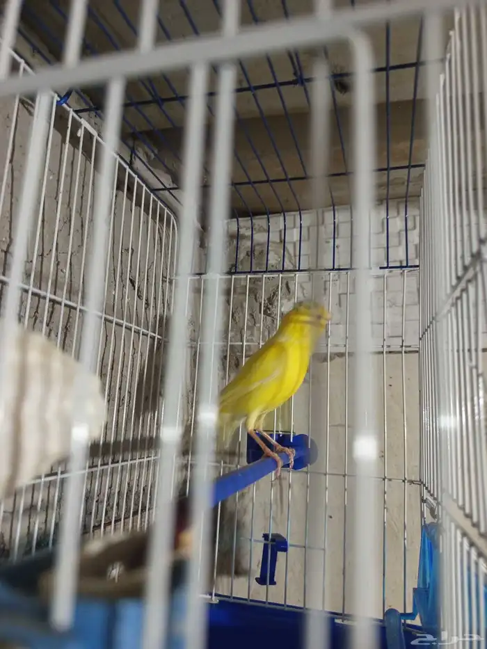 ذكر الكناري جاهز للتزاوج  الصحة 3