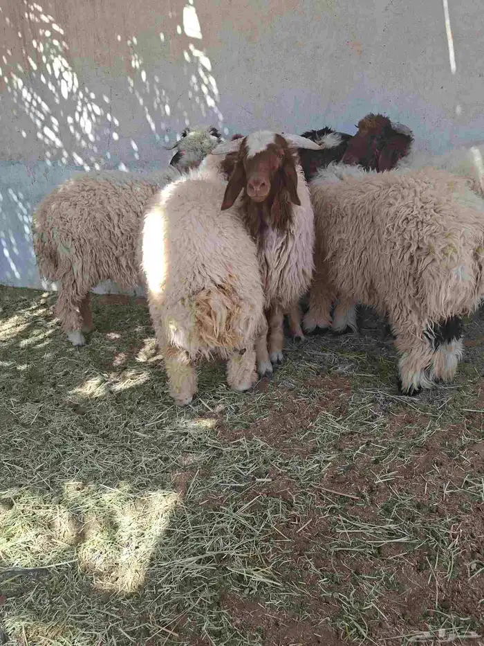 طليان نعيم ذبايح 1