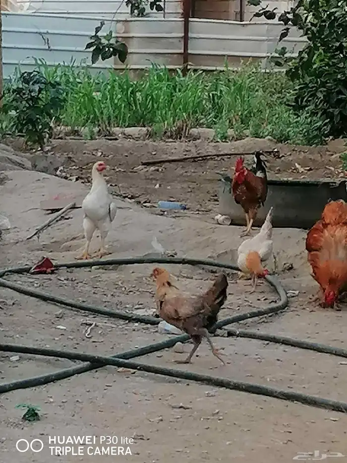 الدجاج للبيع 0