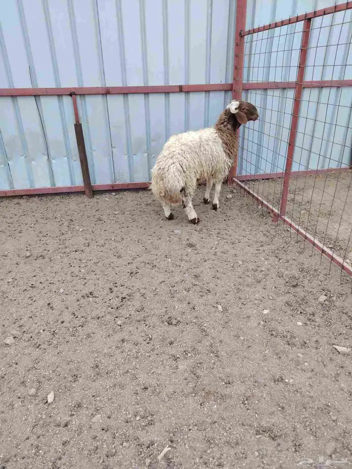 خروف نجدي عمره 3شهور وجذع نعيمي عمره 8شهور 2