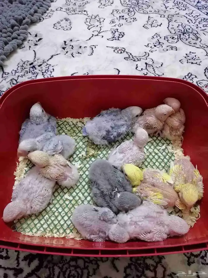 12 فرخ روز غر 1