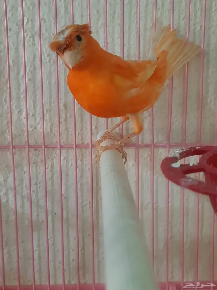 جوز كناري أحمر 2