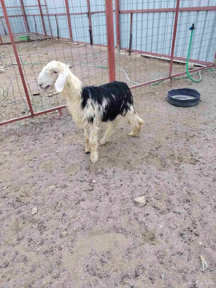 خروف نجدي عمره 3شهور وجذع نعيمي عمره 8شهور 1