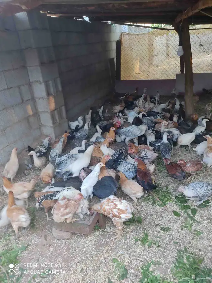 دجاج بلدي للبيع. الموقع  مدركه رحاط 7
