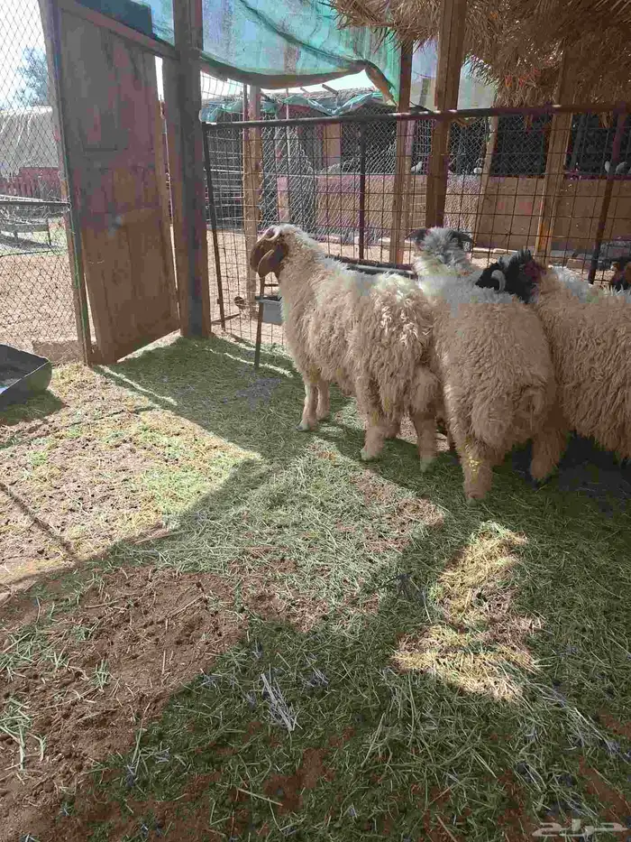 طليان نعيم ذبايح 3