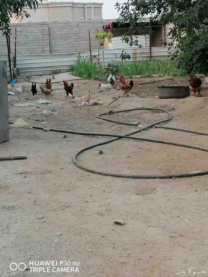 الدجاج للبيع 4