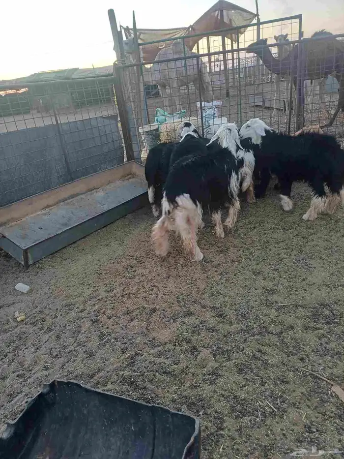 طليان نجد للبيع 3