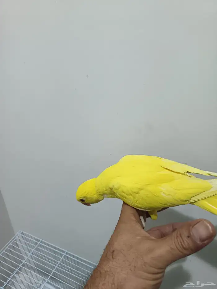 دره هولندي فروخ 0