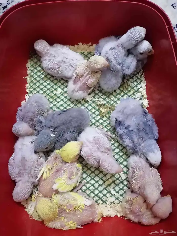 12 فرخ روز غر 2