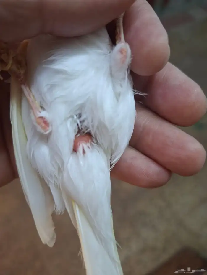 ذكر كناري ابيض( تم البيع ) 2