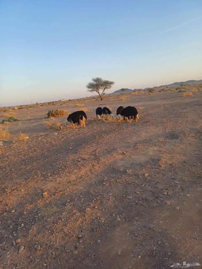 طليان نجد للبيع 11